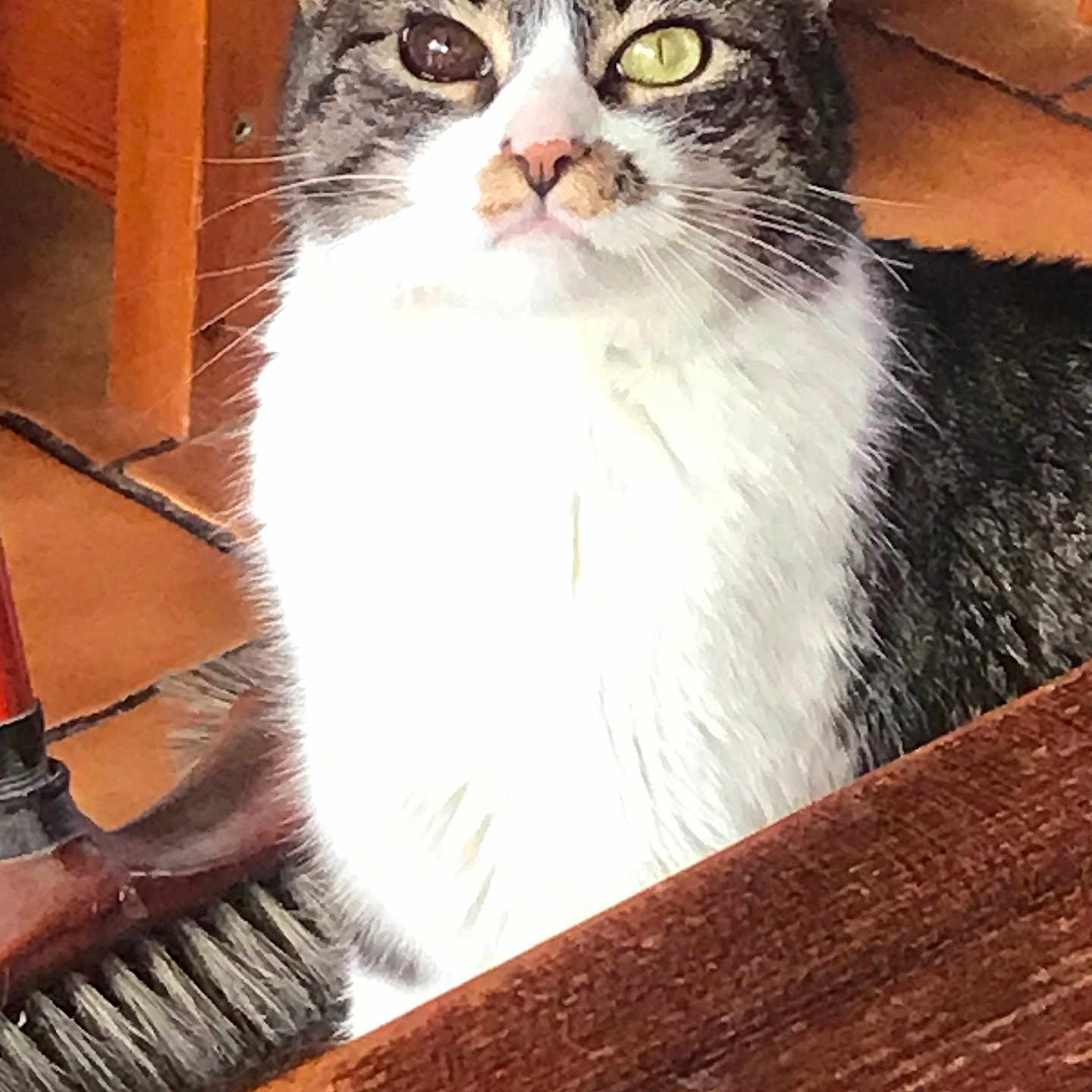 Molly a rejoint le concours — aidez-le/la à gagner de superbes lots ! animal, broom, cat, close_up, curious, domestic, ears, eyes, face, feline, floor, household, indoor, nose, pet, sitting, tabby, whiskers, white_fur, wooden_furniture