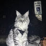 Dallas is registered to the contest to win money with this photo: alert, animal, cat, dark_background, ears, fluffy, fur, hand, harness, leash, night, pet, portrait, reflection, reserved_parking_sign, silver_tabby, sitting, urban, whiskers, yellow_eyes