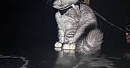 Dallas is registered to the contest to win money with this photo: alert, animal, car_roof, cat, dark_background, domestic_cat, feline, fluffy_cat, fur, harness, leash, night, outdoor, pet, portrait, reflection, sitting, tail, whiskers, yellow_eyes