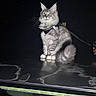 alert, animal, car_roof, cat, dark_background, domestic_cat, feline, fluffy_cat, fur, harness, leash, night, outdoor, pet, portrait, reflection, sitting, tail, whiskers, yellow_eyes