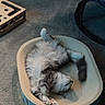 Dallas is registered to the contest to win money with this photo: animal_illustrations, carpet, cat, content, cozy, cute, domestic, feline, fluffy, fur, home, indoor, paw, pet_bed, quiet, relaxed, resting, scratcher, sleeping, tail