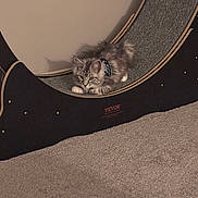 Dallas is registered to the contest to win money with this photo: animal, carpet, cat, curved_surface, cute, exercise_wheel, feline, floor, fur, gray_cat, harness, home, indoor, kitten, pet, play, resting, tabby, wall, young_cat