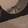 animal, carpet, cat, curved_surface, cute, exercise_wheel, feline, floor, fur, gray_cat, harness, home, indoor, kitten, pet, play, resting, tabby, wall, young_cat