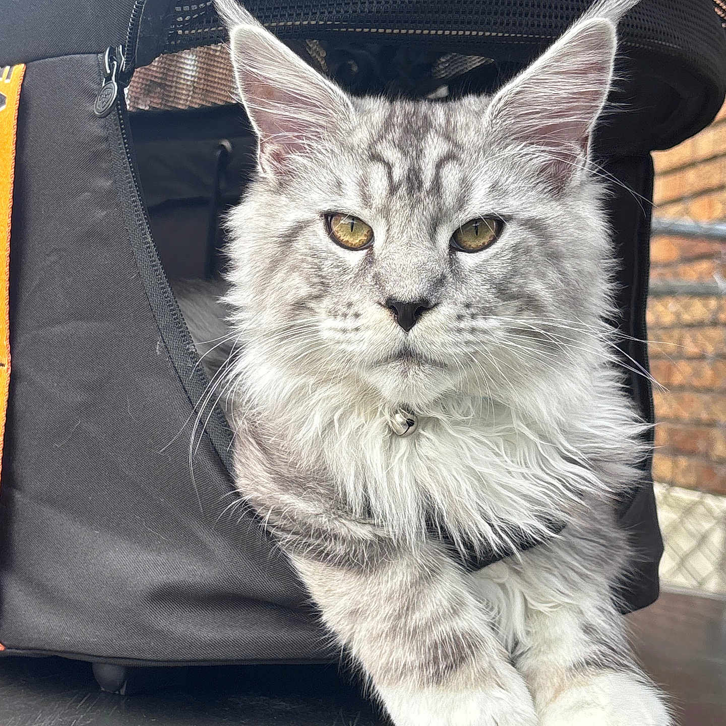 Dallas is registered to the contest to win money with this photo: amber_eyes, animal, calm, cat, close_up, domestic_animal, ears, face, feline, fur, maine_coon, outdoor, paws, pet, pet_carrier, portrait, resting, silver_tabby, table, whiskers