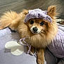Kiwi is registered to the contest to win money with this photo: dog, pomeranian, fluffy, knitted_bonnet, yarn, purple, cushion, heart_shape, indoor, pet, cute, cozy, soft, fur, small_dog, relaxed, looking_at_camera, floor, home, domestic