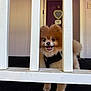 Kiwi is registered to the contest to win money with this photo: dog, pomeranian, pet, porch, white_railings, smiling, happy, fur, cute, small_dog, outdoor, home, door, decor, black_harness, animal, friendly, face, paw, wood