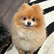Kiwi is registered to the contest to win money with this photo: dog, pomeranian, fluffy, small_dog, pet, animal, indoor, carpet, black_and_white, cute, fur, looking_up, companion, domestic_animal, friendly, adorable, canine, standing, floor, tongue