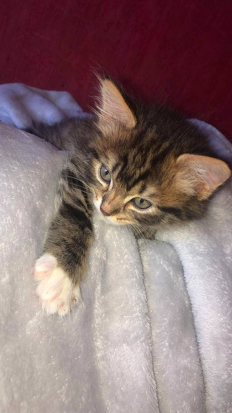 Maya a rejoint le concours — aidez-le/la à gagner de superbes lots ! american_wirehair, asian, carnivore, cat, domestic_short_haired_cat, dragon_li, european_shorthair, felidae, fur, kitten, maine_coon, mammal, norwegian_forest_cat, pixie_bob, polydactyl_cat, siberian, small_to_medium_sized_cats, tabby_cat, vertebrate, whiskers