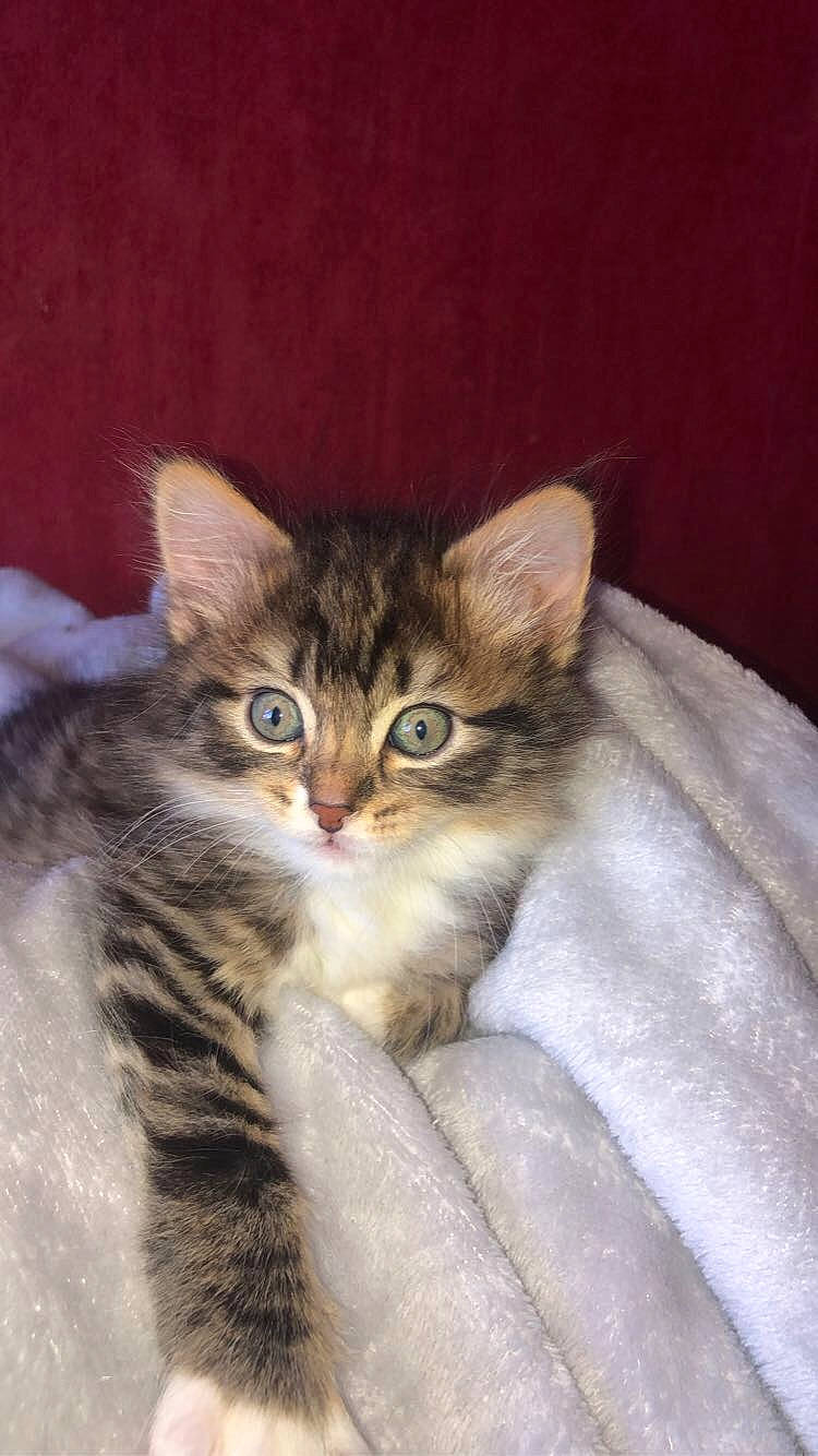 Maya participe au concours pour gagner de l'argent avec cette photo : american_curl, american_wirehair, asian, asian_semi_longhair, carnivore, cat, domestic_long_haired_cat, domestic_short_haired_cat, dragon_li, european_shorthair, felidae, kitten, mammal, norwegian_forest_cat, pixie_bob, siberian, small_to_medium_sized_cats, tabby_cat, vertebrate, whiskers