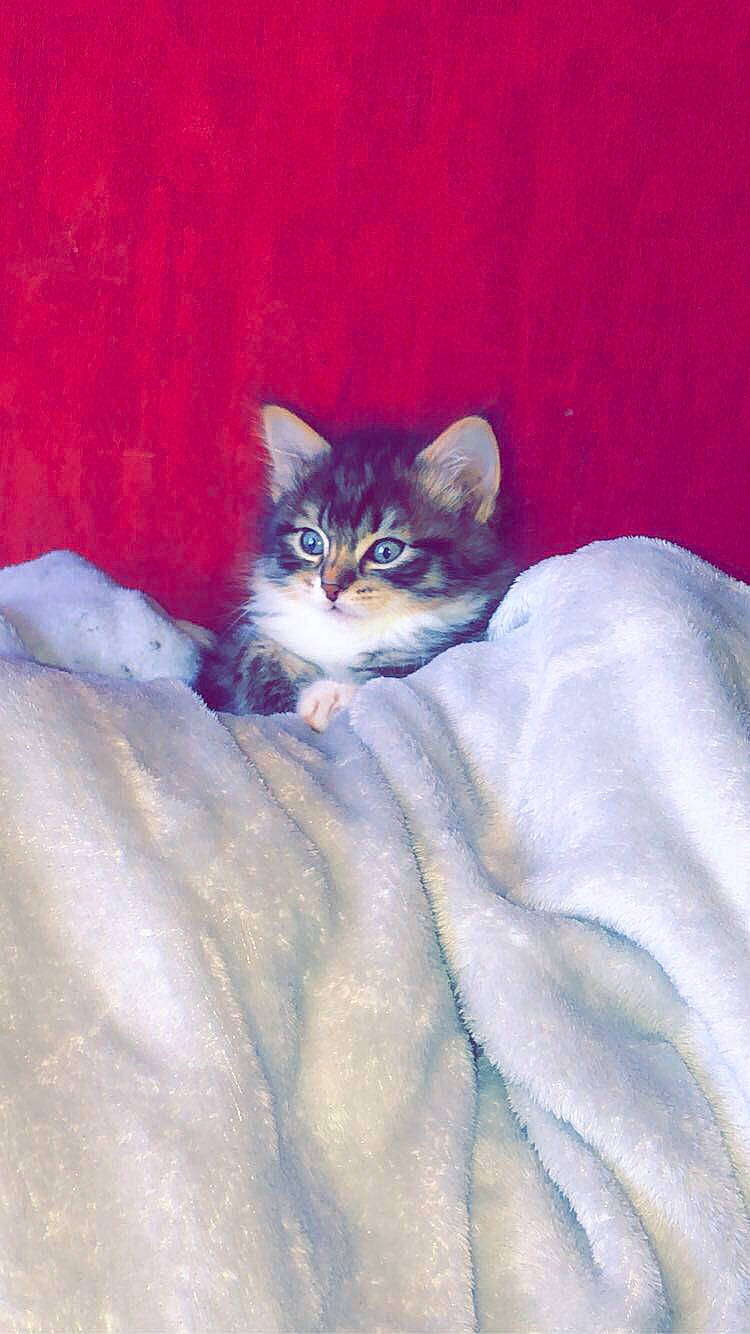 Maya a rejoint le concours — aidez-le/la à gagner de superbes lots ! aegean_cat, american_wirehair, asian, carnivore, cat, domestic_short_haired_cat, felidae, kitten, norwegian_forest_cat, ojos_azules, small_to_medium_sized_cats, tail, whiskers