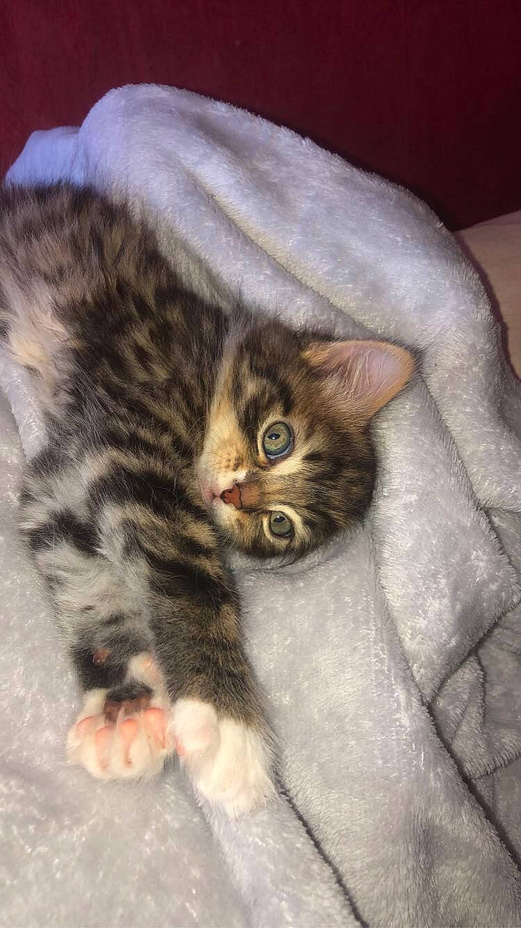 Maya participe au concours pour gagner de l'argent avec cette photo : american_bobtail, american_shorthair, american_wirehair, asian, australian_mist, california_spangled, carnivore, cat, domestic_short_haired_cat, dragon_li, european_shorthair, felidae, fur, kitten, mammal, pixie_bob, small_to_medium_sized_cats, tabby_cat, vertebrate, whiskers