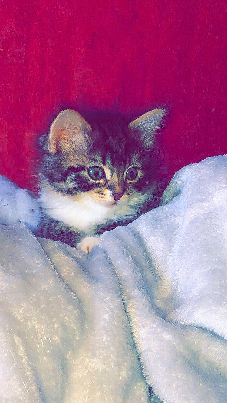 Maya participe au concours pour gagner de l'argent avec cette photo : aegean_cat, american_curl, american_wirehair, asian, carnivore, cat, domestic_short_haired_cat, felidae, german_rex, kitten, ojos_azules, small_to_medium_sized_cats, whiskers