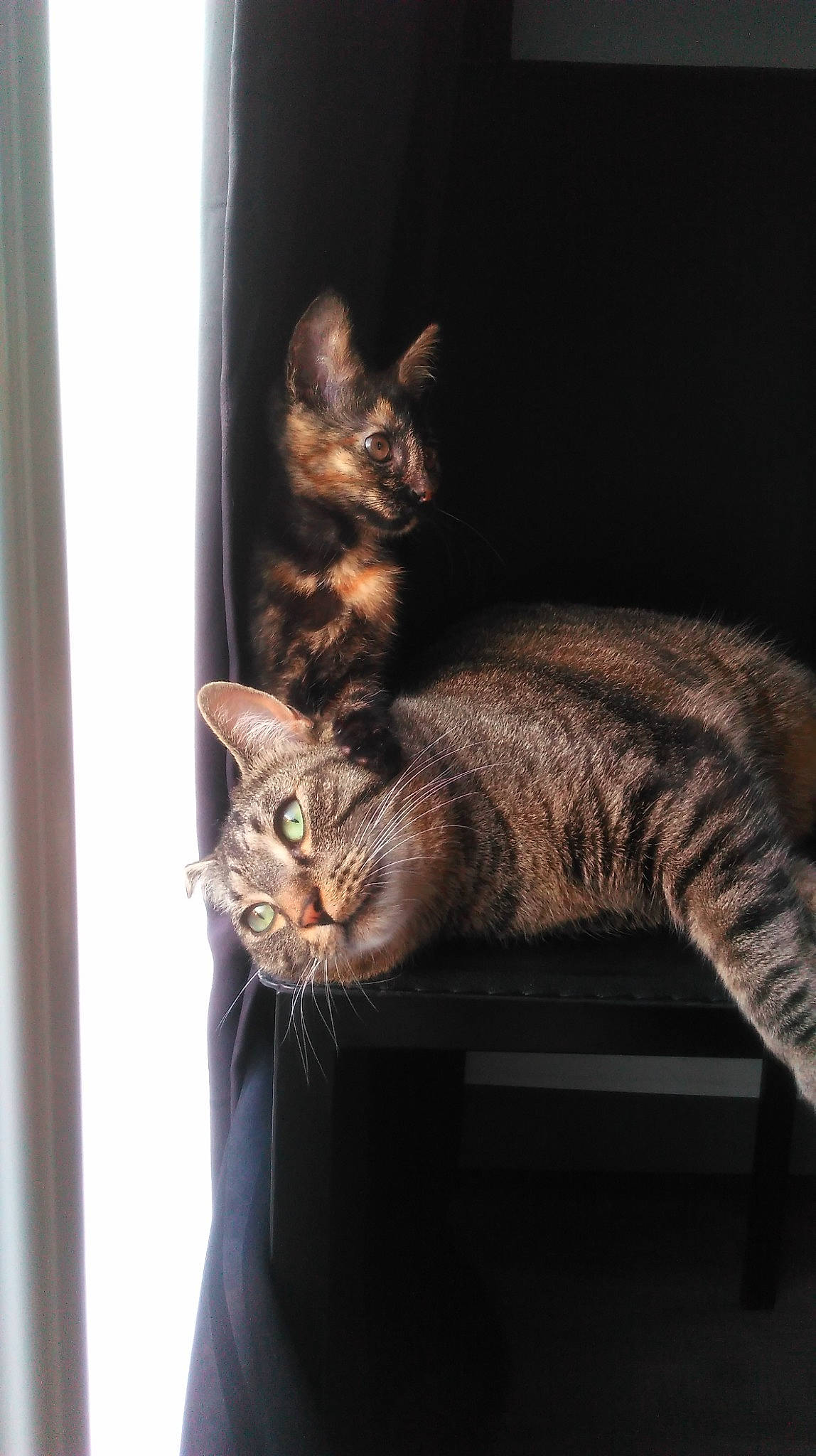 Snow participe au concours pour gagner de l'argent avec cette photo : carnivore, cat, claw, darkness, domestic_short_haired_cat, door, felidae, fur, paw, plant, sitting, small_to_medium_sized_cats, snout, tail, terrestrial_animal, tree, whiskers, wildlife, window, wood