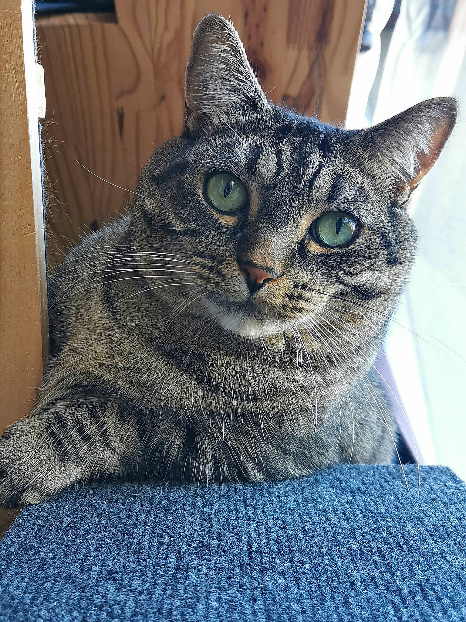 Snow participe au concours pour gagner de l'argent avec cette photo : art, carnivore, cat, domestic_short_haired_cat, door, electric_blue, felidae, fur, grey, pattern, sitting, small_to_medium_sized_cats, snout, terrestrial_animal, whiskers, window