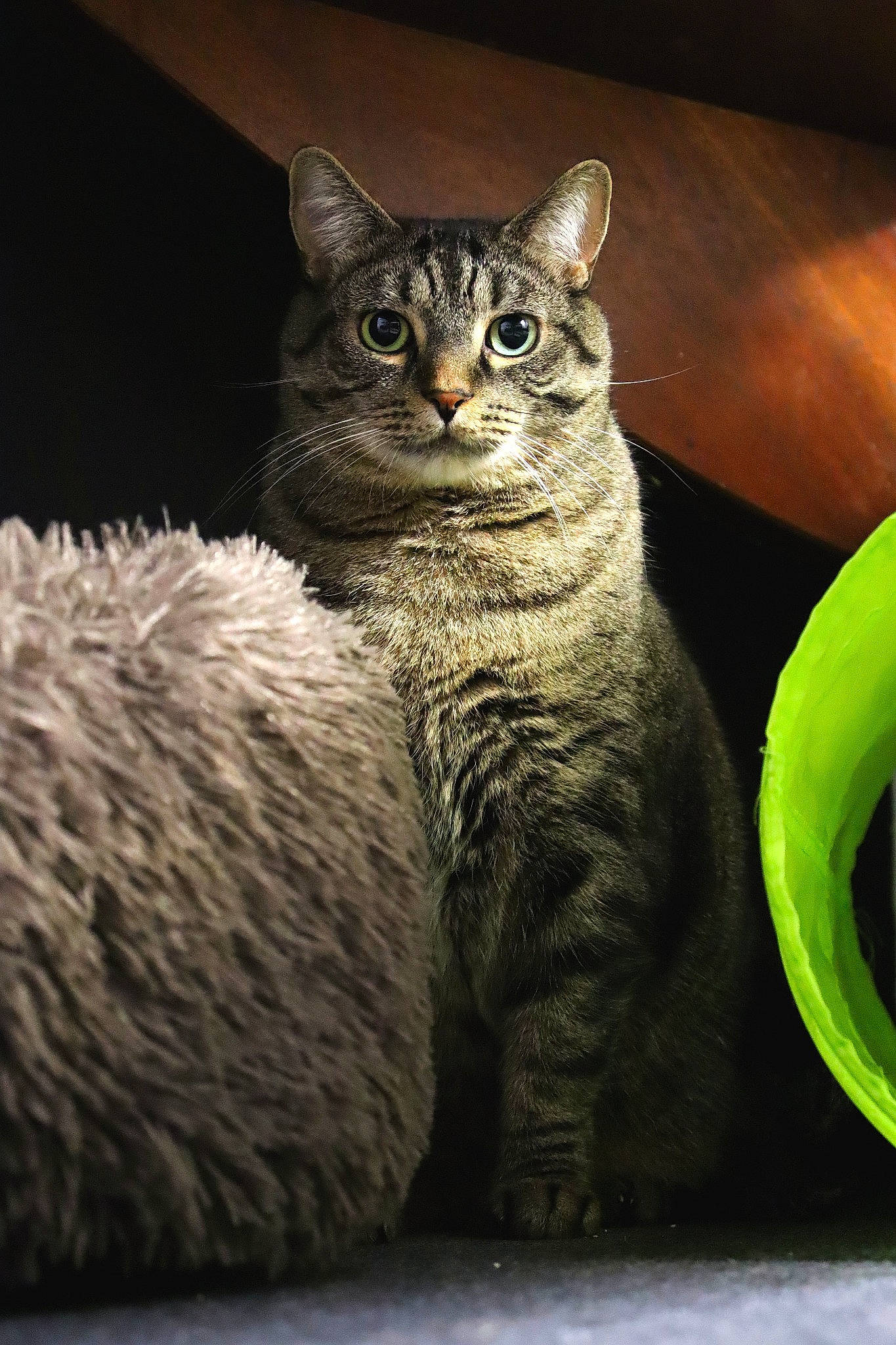 Snow a rejoint le concours — aidez-le/la à gagner de superbes lots ! carnivore, cat, cat_supply, claw, darkness, domestic_short_haired_cat, felidae, fur, grey, sitting, small_to_medium_sized_cats, snout, tail, terrestrial_animal, whiskers, wildlife, window