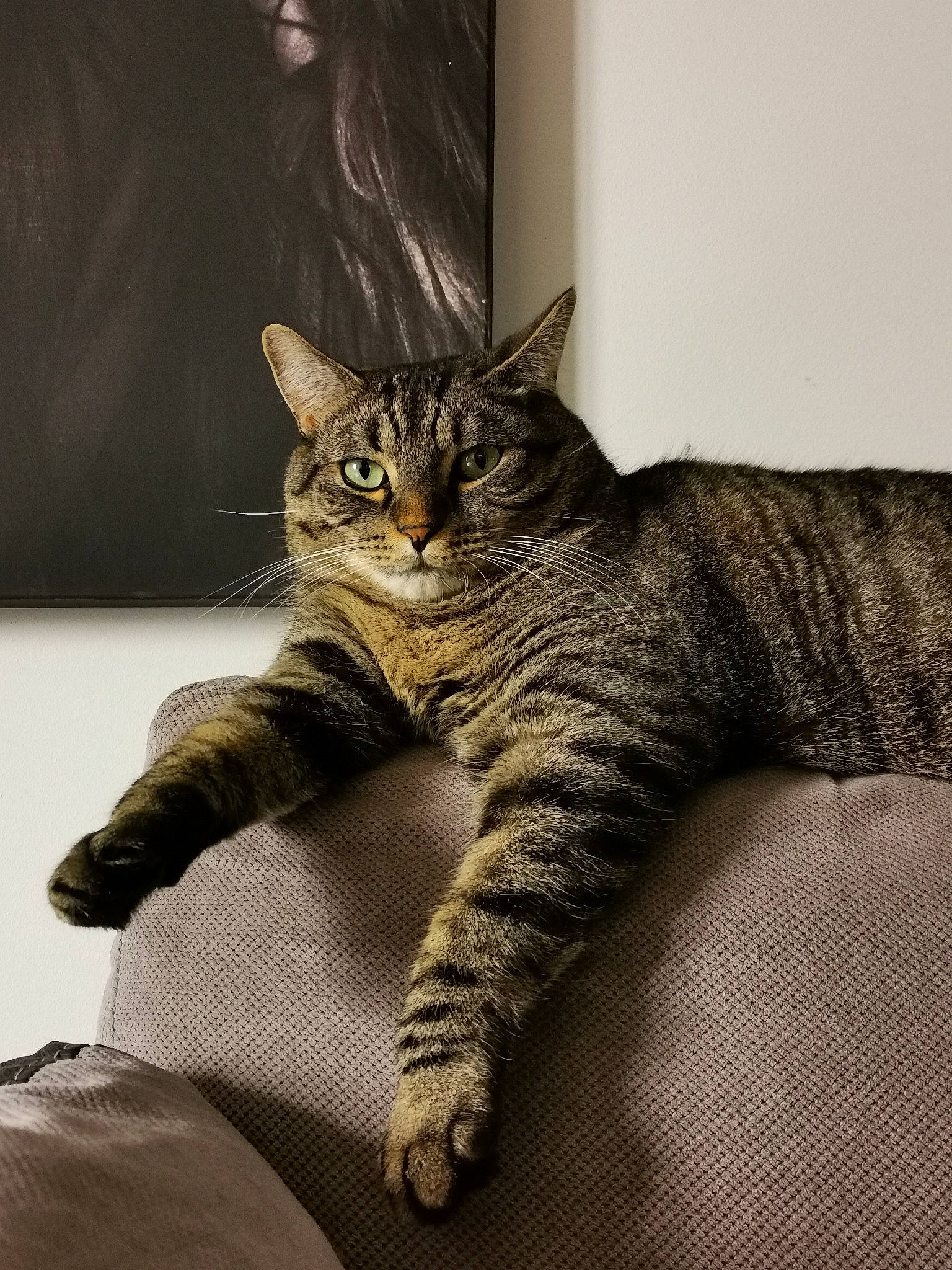 Snow participe au concours pour gagner de l'argent avec cette photo : carnivore, cat, claw, comfort, domestic_short_haired_cat, eye, felidae, foot, fur, grey, head, paw, sitting, small_to_medium_sized_cats, snout, tail, terrestrial_animal, whiskers, wildlife