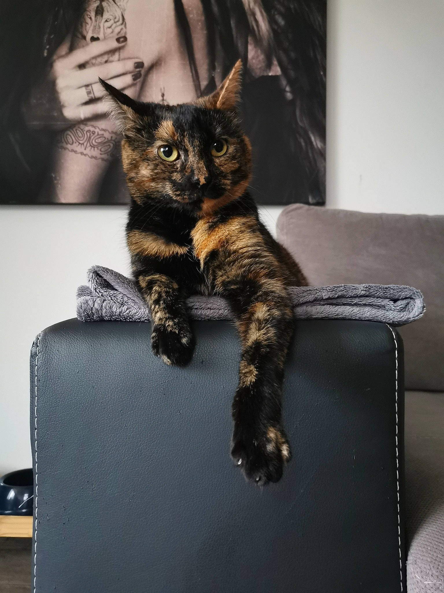 Khaleesi participe au concours pour gagner de l'argent avec cette photo : box, carnivore, cat, claw, comfort, couch, domestic_short_haired_cat, felidae, fur, paw, rectangle, room, sitting, small_to_medium_sized_cats, snout, tail, terrestrial_animal, tree, whiskers, wildlife