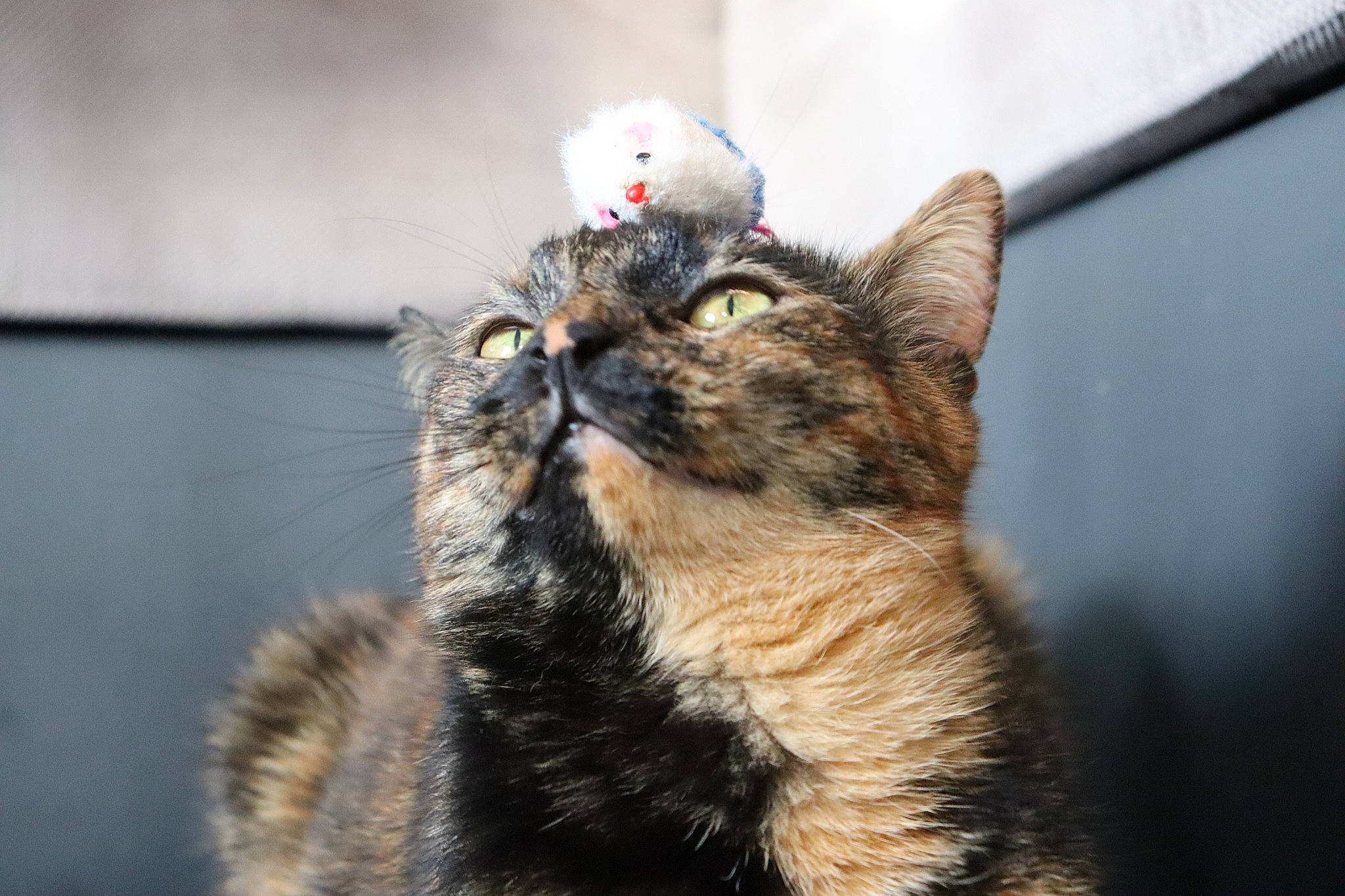 Khaleesi a rejoint le concours — aidez-le/la à gagner de superbes lots ! carnivore, cat, claw, close_up, domestic_short_haired_cat, felidae, fur, grass, macro_photography, paw, small_to_medium_sized_cats, snout, tail, terrestrial_animal, whiskers, wildlife, winter