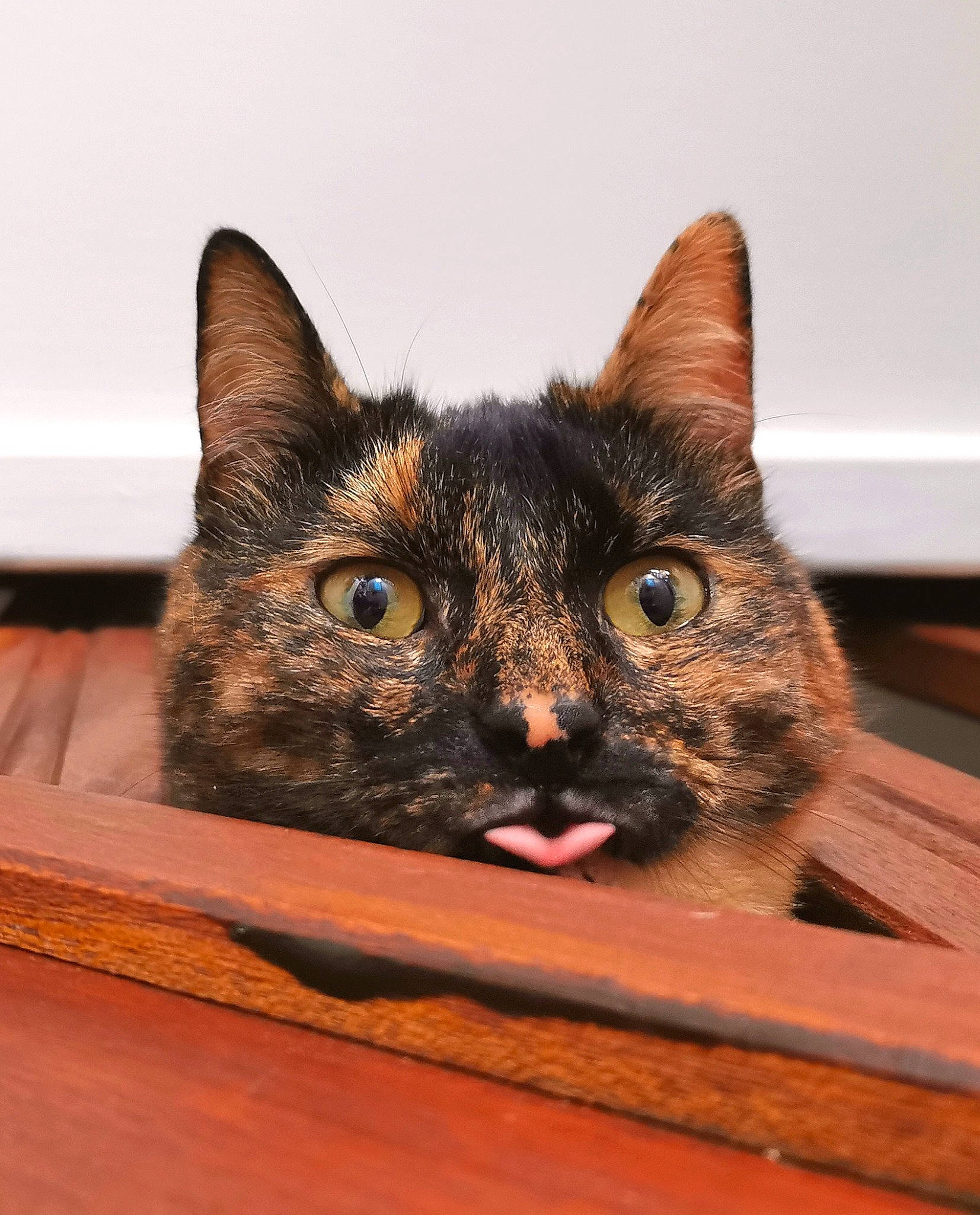 Khaleesi a rejoint le concours — aidez-le/la à gagner de superbes lots ! box, brown, carnivore, cat, cat_furniture, cat_supply, comfort, domestic_short_haired_cat, fawn, felidae, fur, hardwood, iris, pet_supply, room, small_to_medium_sized_cats, snout, whiskers, wildlife, wood