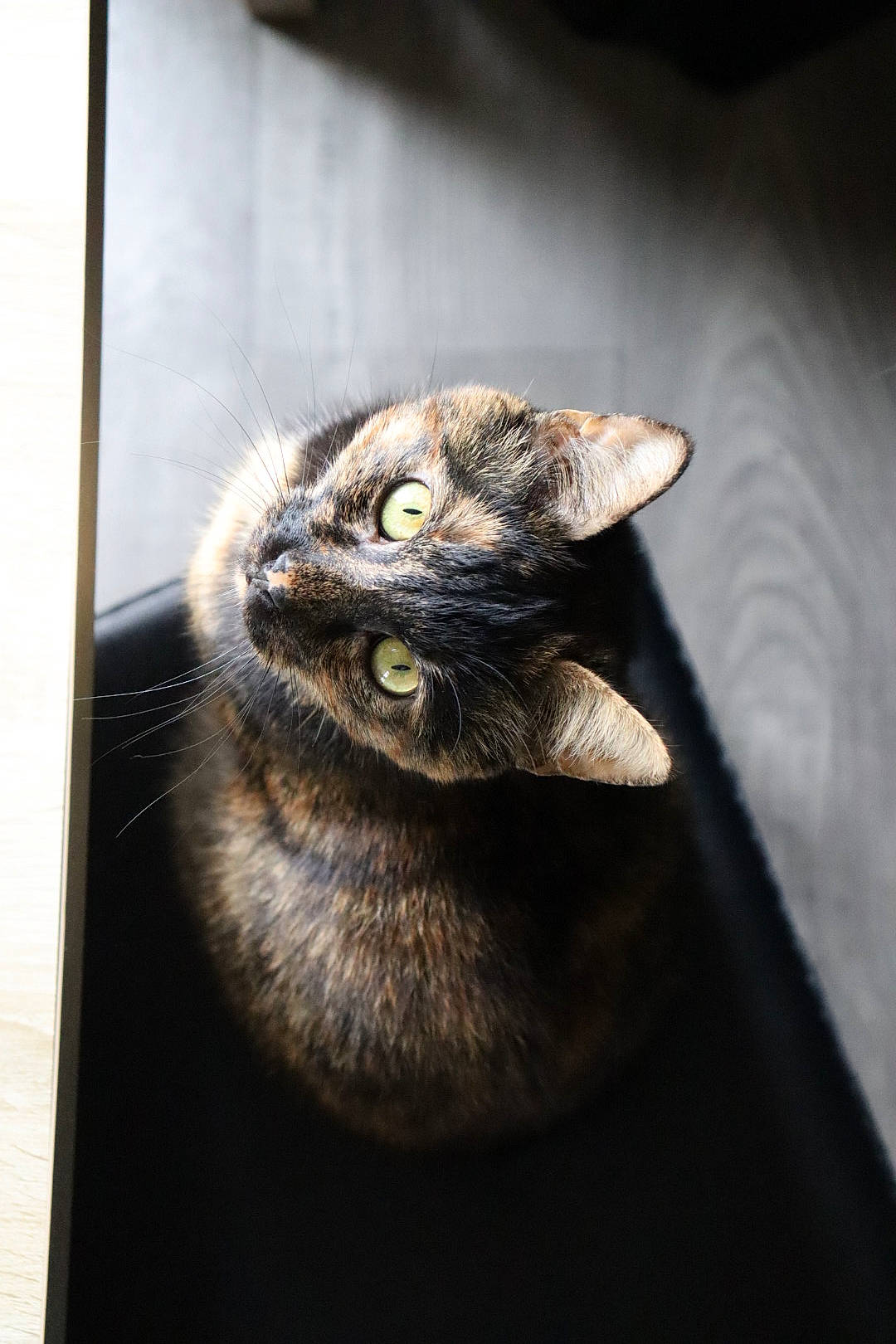 Khaleesi participe au concours pour gagner de l'argent avec cette photo : carnivore, cat, domestic_short_haired_cat, door, ear, felidae, fur, natural_material, small_to_medium_sized_cats, snout, terrestrial_animal, whiskers, window, wood