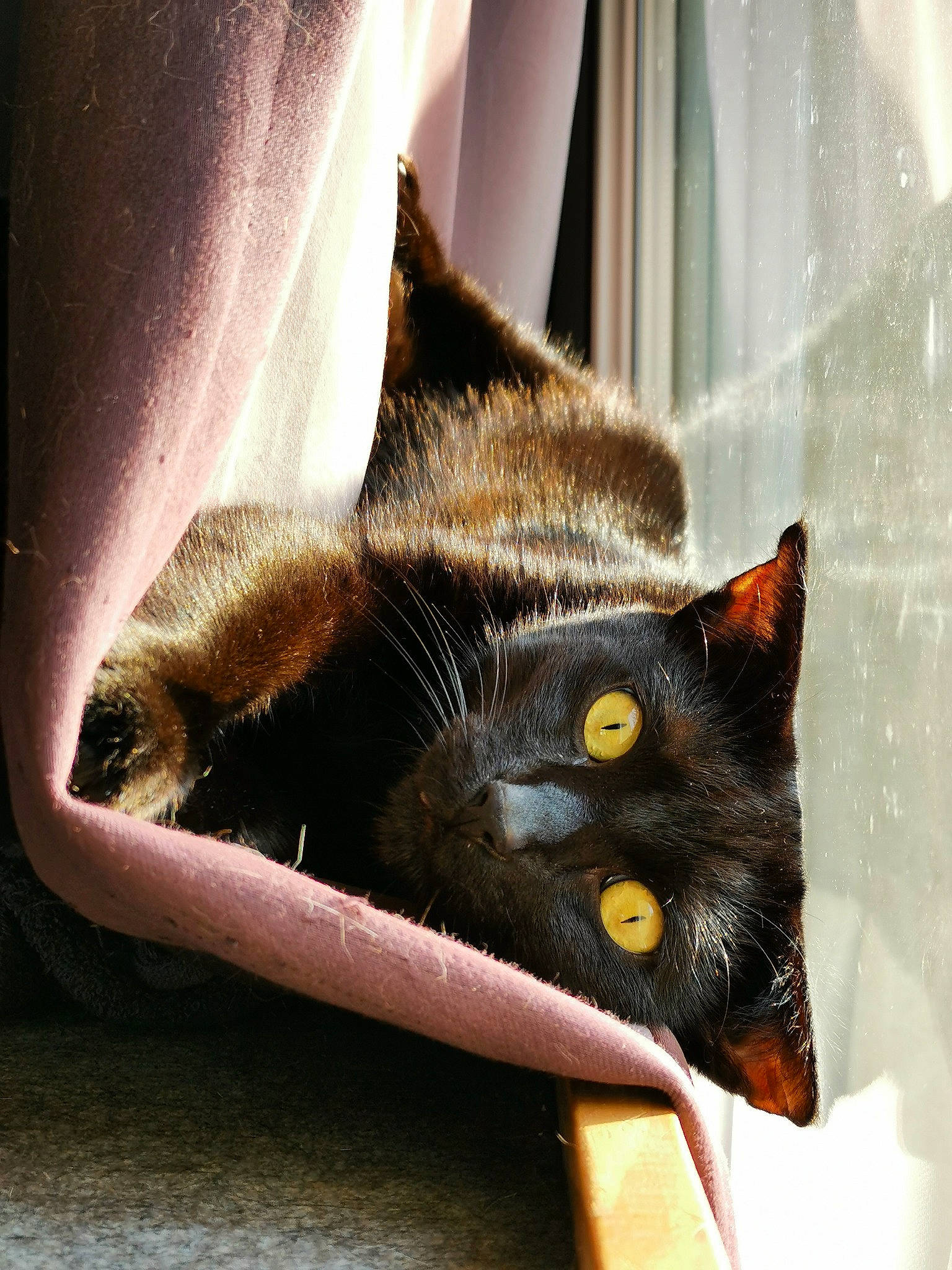 éos participe au concours pour gagner de l'argent avec cette photo : black_cat, bombay, carnivore, cat, cat_supply, claw, comfort, domestic_short_haired_cat, felidae, fur, korat, plant, room, small_to_medium_sized_cats, snout, tail, tints_and_shades, whiskers, window, wood