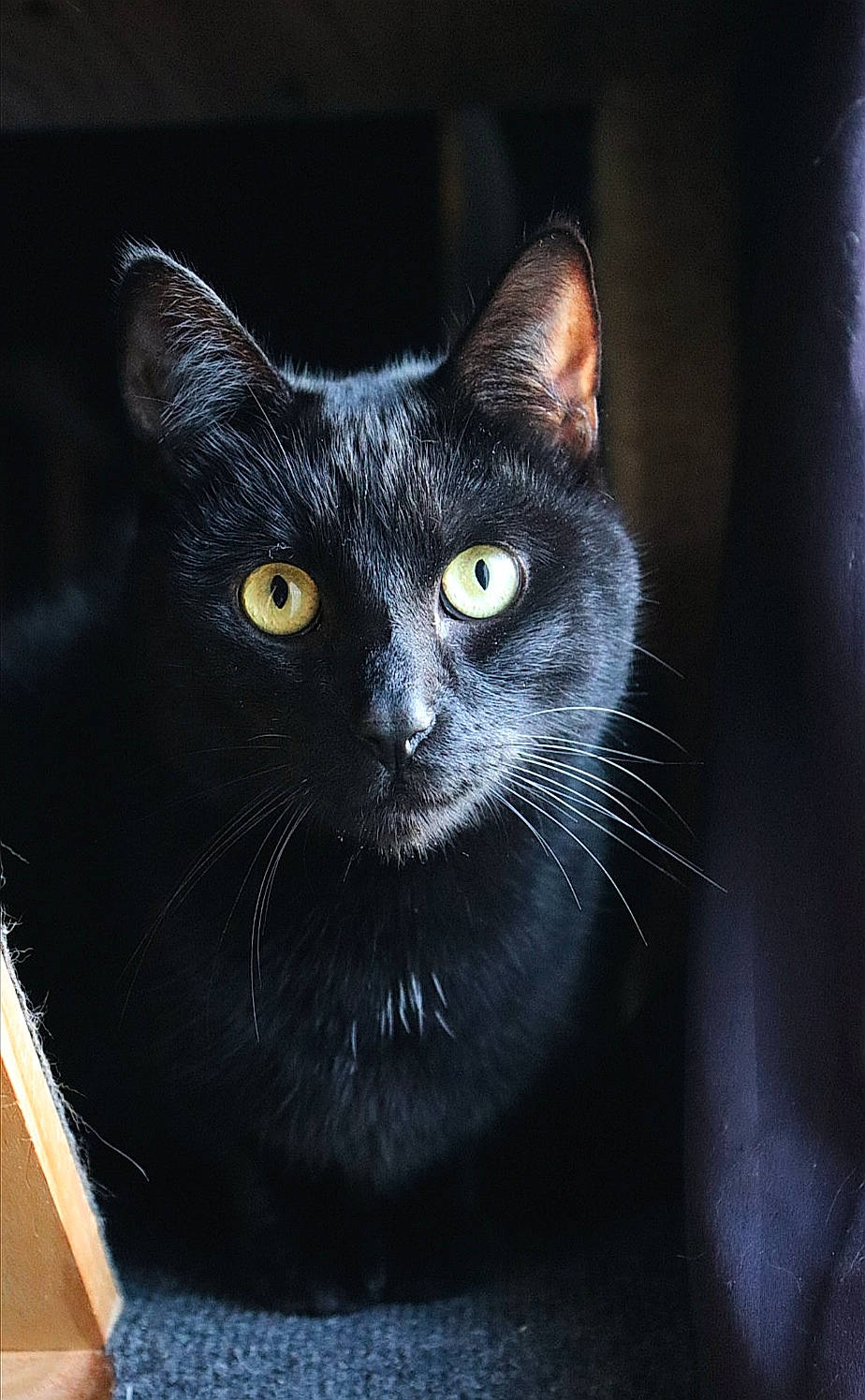éos participe au concours pour gagner de l'argent avec cette photo : black_cat, bombay, carnivore, cat, darkness, domestic_short_haired_cat, felidae, fur, small_to_medium_sized_cats, snout, terrestrial_animal, whiskers