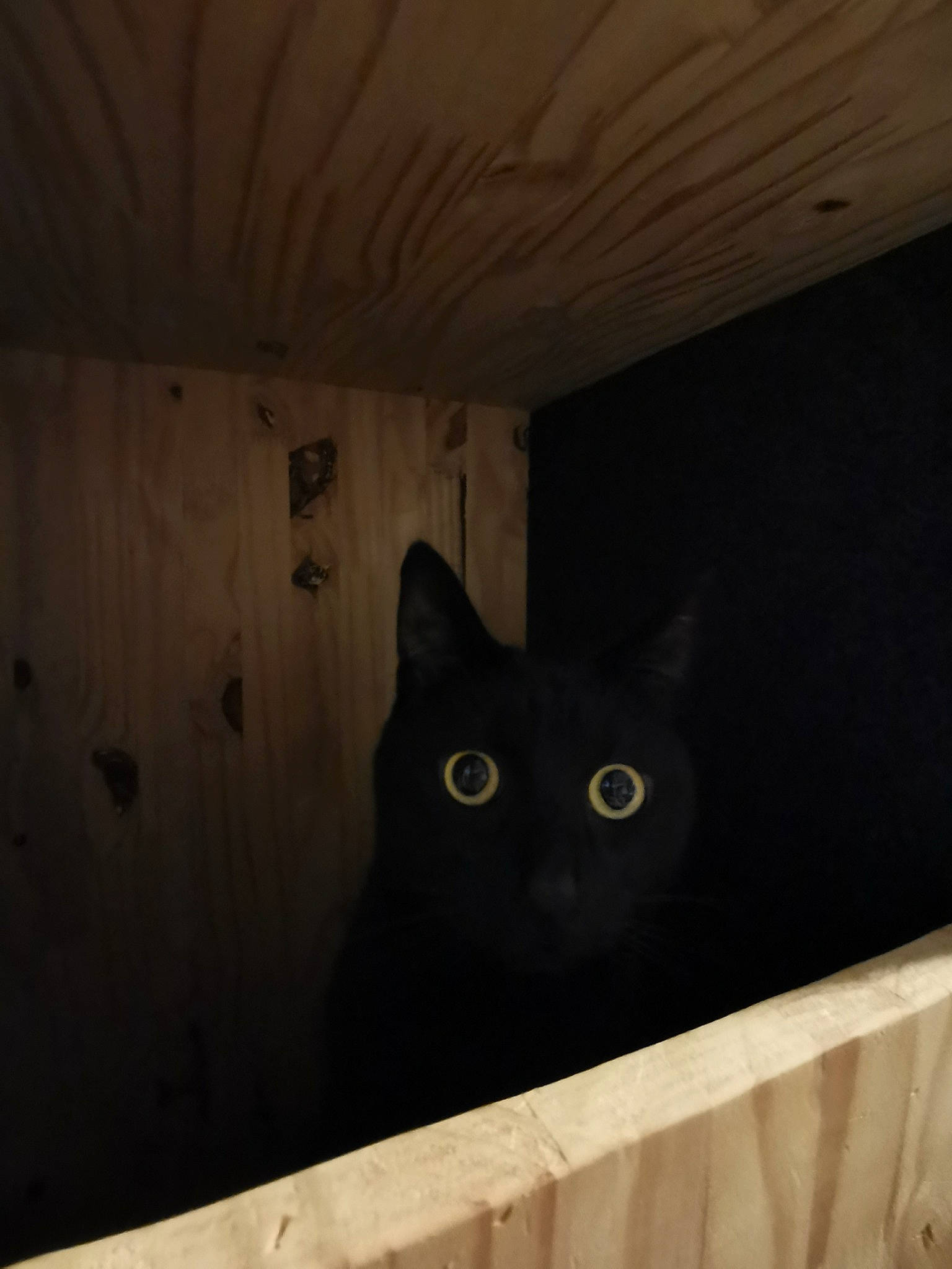 éos participe au concours pour gagner de l'argent avec cette photo : black_cat, carnivore, cat, ceiling, domestic_short_haired_cat, felidae, fur, grey, hardwood, room, small_to_medium_sized_cats, snout, tail, tints_and_shades, whiskers, wood