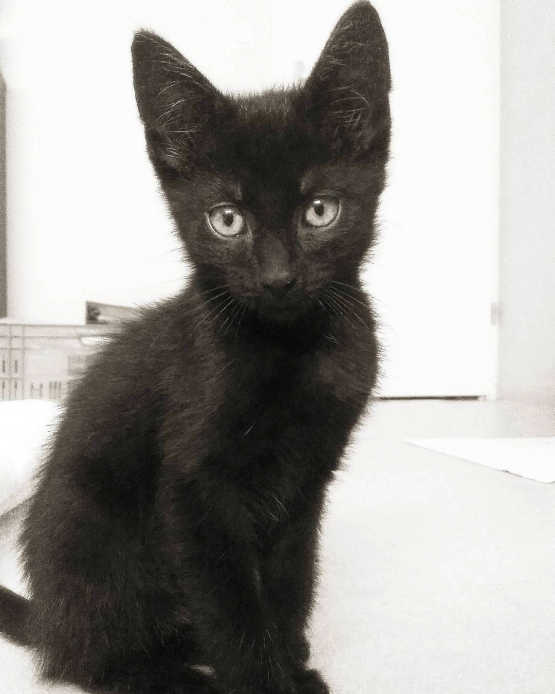 éos participe au concours pour gagner de l'argent avec cette photo : black_cat, bombay, carnivore, cat, claw, domestic_short_haired_cat, eye, felidae, fur, iris, monochrome, monochrome_photography, paw, small_to_medium_sized_cats, snout, tail, terrestrial_animal, whiskers, window