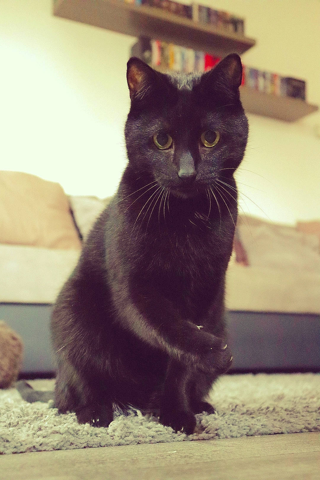 éos participe au concours pour gagner de l'argent avec cette photo : black_cat, bombay, carnivore, cat, claw, comfort, couch, domestic_short_haired_cat, felidae, fur, grey, paw, shadow, small_to_medium_sized_cats, snout, tail, terrestrial_animal, tints_and_shades, whiskers, window