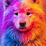 dog, fluffy, portrait, colorful, powder, pink, blue, yellow, closeup, animal, fur, face, ears, cute, vibrant, paint, festival, bright, expression, nose