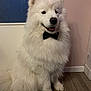 dog, samoyed, white_fur, fluffy, bow_tie, indoor, wooden_floor, pink_wall, door, pet, canine, sitting, happy, tongue_out, domestic_animal, fur, companion, portrait, animal, cute