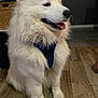 dog, white_dog, fluffy, indoor, floor, wooden_floor, pet, canine, sitting, fur, tongue_out, harness, domestic_animal, companion, animal, cute, friendly, portrait, side_view, calm
