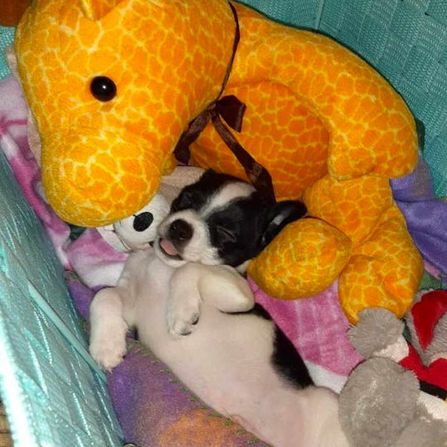 Ace is registered to the contest to win money with this photo: animal, bostonbull, boxer, bulldog, canine, chihuahua, cushion, dog, frenchbulldog, homedecor, hound, husky, person, pet, plush, puppy, sleeping, snout, terrier, toy