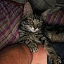 kitten, tabby, cat, pet, animal, fur, paw, claw, arm, person, bed, blanket, pillow, striped, resting, cute, indoor, closeup, relaxing, cozy