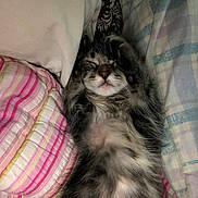 Finley joined the competition — help win amazing prizes! kitten, cat, sleeping, paws, fur, striped, tabby, cute, relaxed, indoors, pillows, blanket, resting, pet, animal, cozy, soft, young, mammal, whiskers