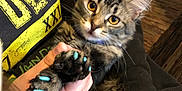 Finley is registered to the contest to win money with this photo: cat, tabby, yellow_eyes, paws, blue_nail_caps, person, hand, hoodie, indoor, floor, wooden_floor, furniture, curious, pet, fur, closeup, domestic_animal, holding, cozy, casual_clothing
