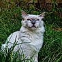 animal, blue_eyes, cat, closeup, cute, ears, feline, fur, garden, grass, greenery, mammal, nature, outdoor, peaceful, pet, portrait, sitting, whiskers, white_cat