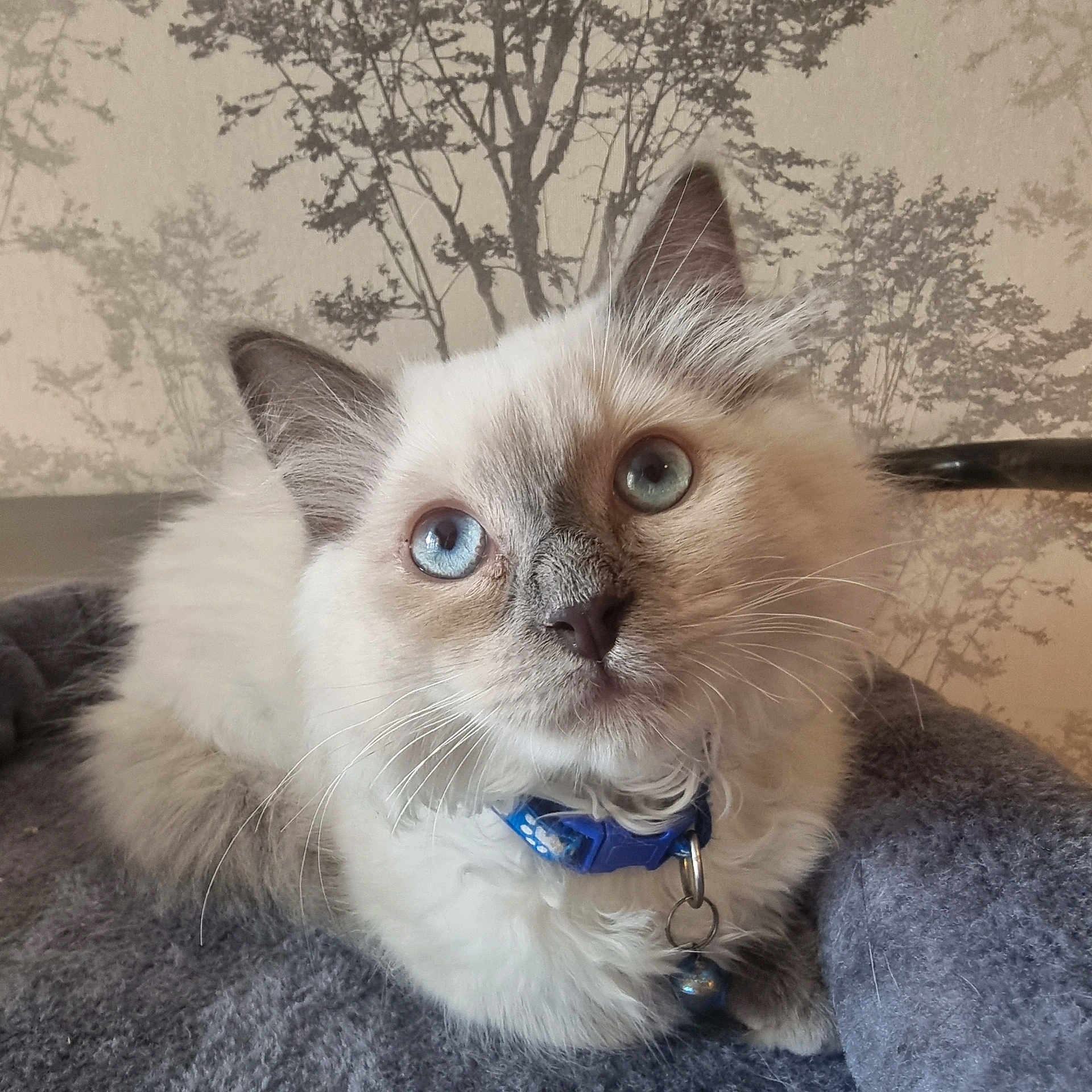 Barry is registered to the contest to win money with this photo: animal, background, bell, blanket, blue_eyes, cat, closeup, collar, curious, cute, domestic_cat, feline, fluffy, gray, indoor, pet, portrait, resting, soft, whiskers