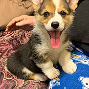 Chuy joined the competition — help win amazing prizes! corgi, puppy, dog, happy, tongue_out, pet, cute, fur, ears, sitting, blanket, hand, indoor, smiling, animal, young, cozy, patterned_blanket, blue_blanket, warm