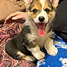 corgi, puppy, dog, happy, tongue_out, pet, cute, fur, ears, sitting, blanket, hand, indoor, smiling, animal, young, cozy, patterned_blanket, blue_blanket, warm