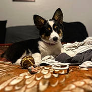 Chula is registered to the contest to win money with this photo: puppy, dog, tricolor, blanket, toy, clothing, bed, indoor, pet, cute, fur, ears, collar, lying_down, looking, curious, household, cozy, animal, young