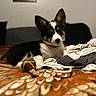 puppy, dog, tricolor, blanket, toy, clothing, bed, indoor, pet, cute, fur, ears, collar, lying_down, looking, curious, household, cozy, animal, young