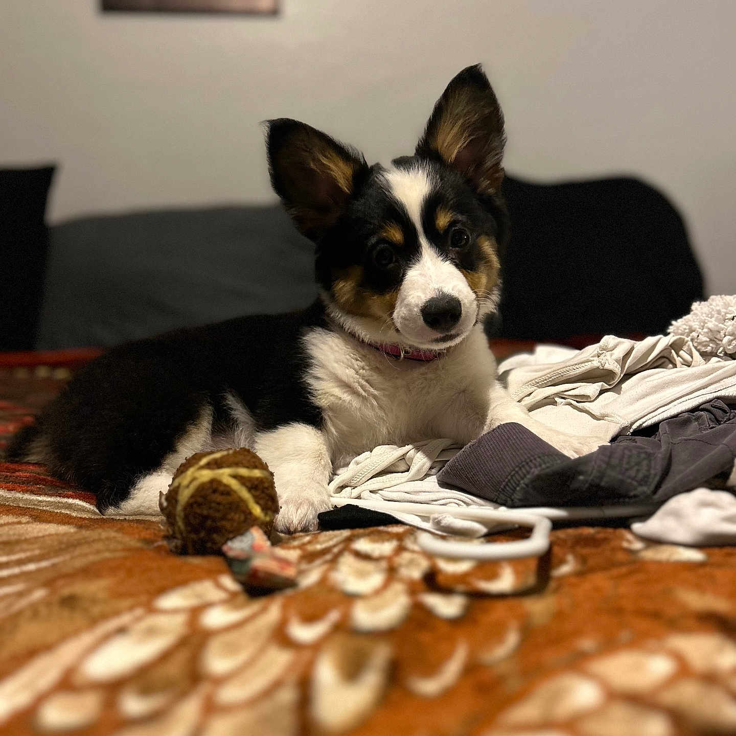 Chula