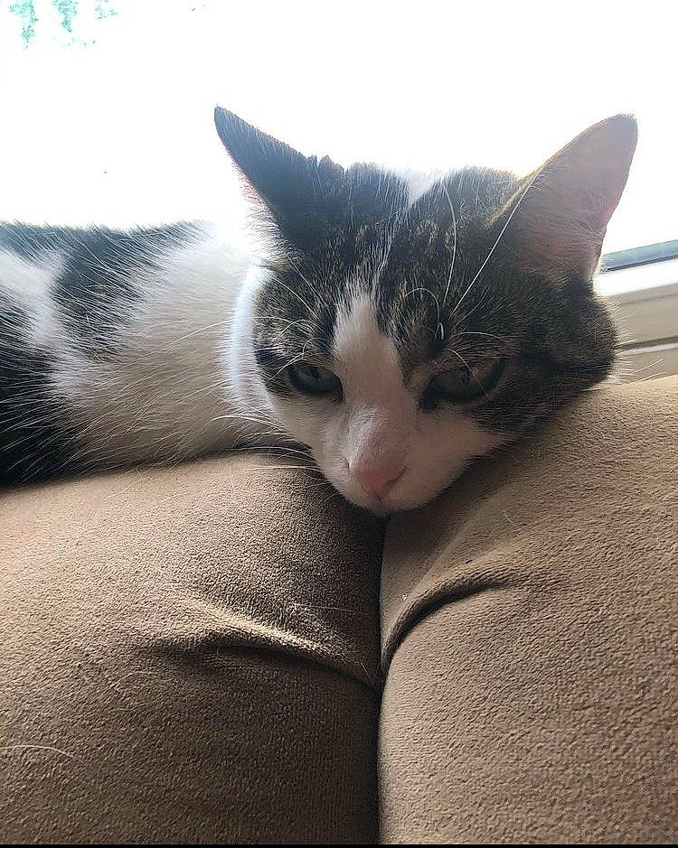 Baby joined the competition — help win amazing prizes! carnivore, cat, claw, cloud, comfort, domestic_short_haired_cat, felidae, foot, fur, grey, human_body, human_leg, nap, paw, sleep, small_to_medium_sized_cats, snout, tail, tree, whiskers