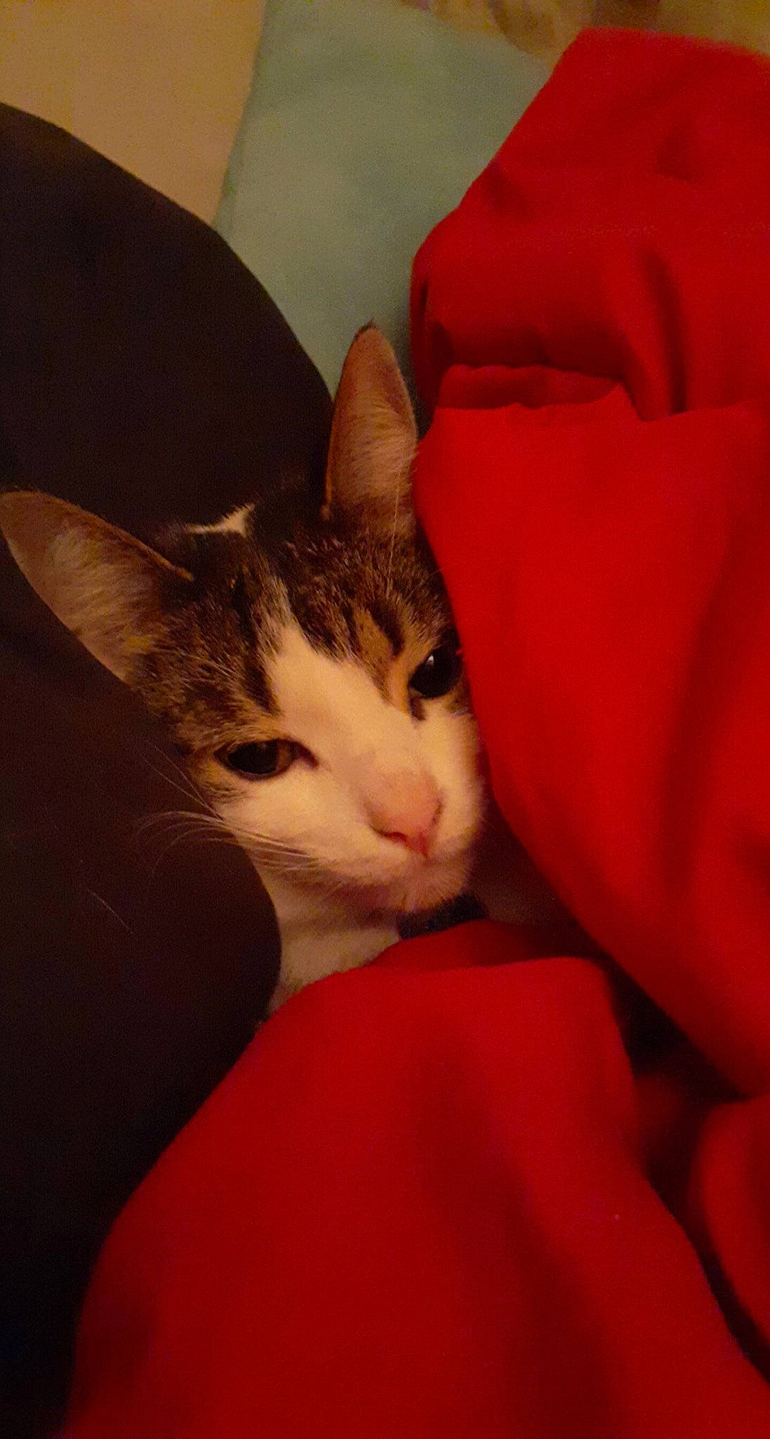 Baby joined the competition — help win amazing prizes! carmine, carnivore, cat, comfort, coquelicot, domestic_short_haired_cat, felidae, fur, paw, small_to_medium_sized_cats, snout, tail, whiskers