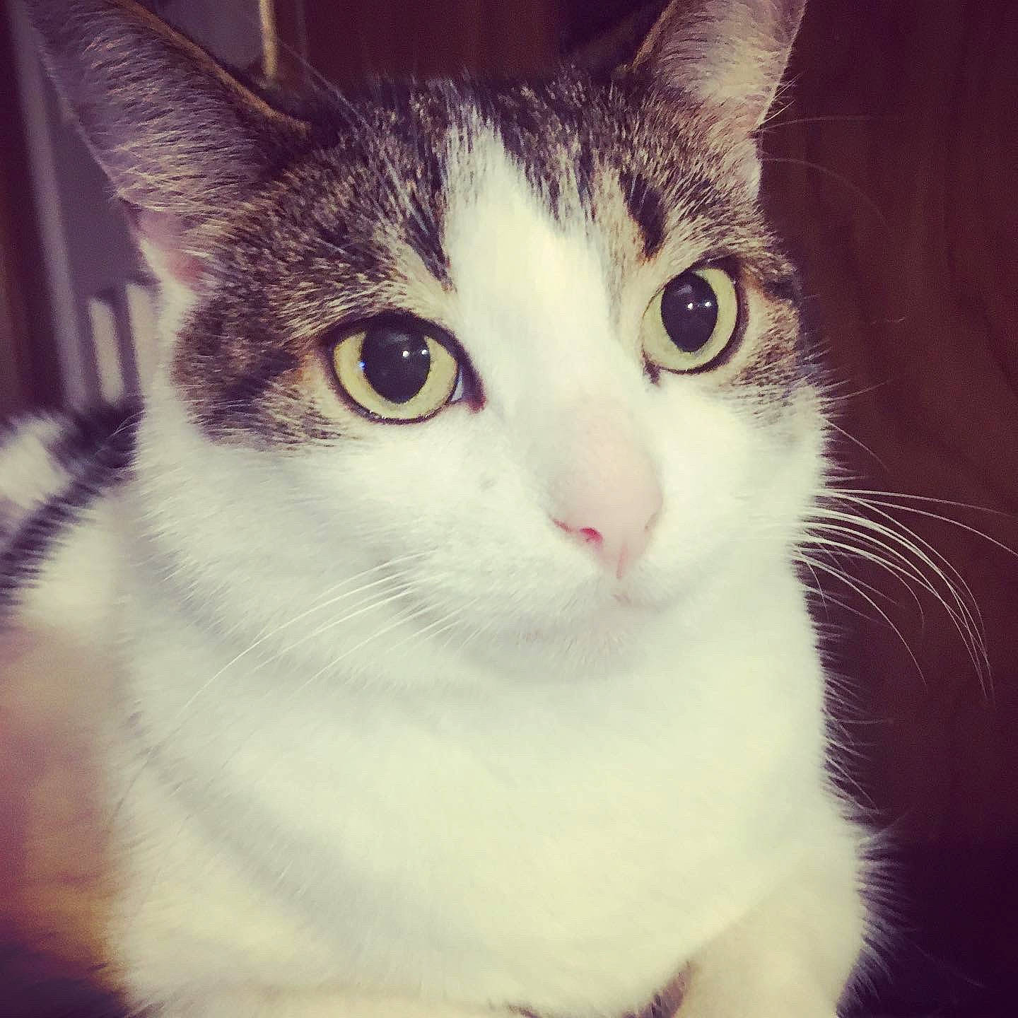 Baby is registered to the contest to win money with this photo: carnivore, cat, darkness, domestic_short_haired_cat, ear, eye, felidae, fur, head, iris, night, paw, photo_caption, plant, sky, small_to_medium_sized_cats, snout, tail, whiskers, window