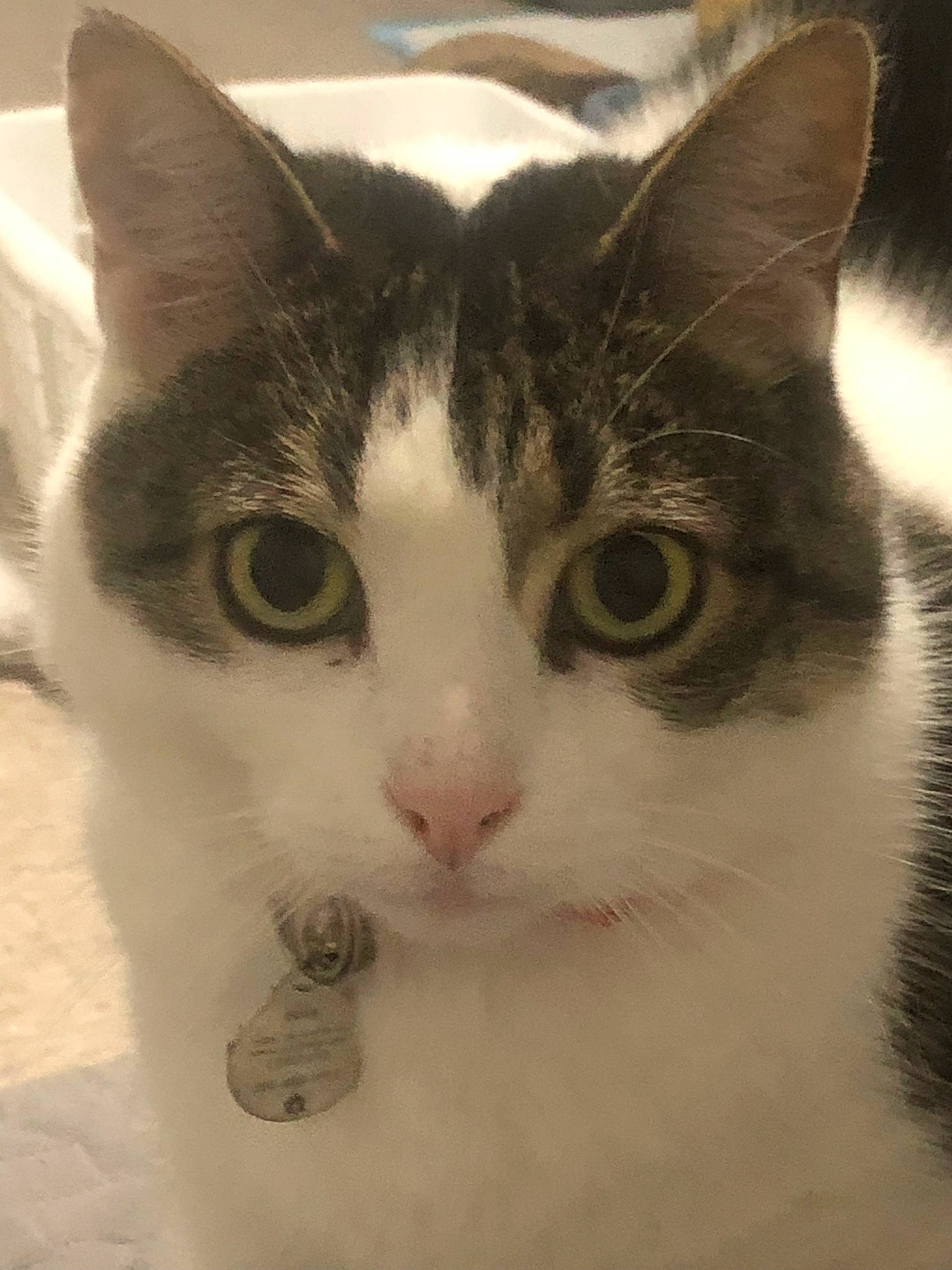 Baby is registered to the contest to win money with this photo: carnivore, cat, domestic_short_haired_cat, ear, eye, felidae, fur, head, iris, paw, small_to_medium_sized_cats, snout, whiskers, window