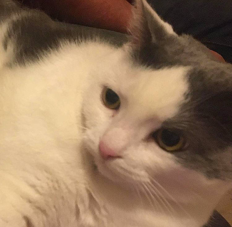 Girly is registered to the contest to win money with this photo: carnivore, cat, close_up, comfort, domestic_short_haired_cat, felidae, fur, iris, small_to_medium_sized_cats, snout, whiskers