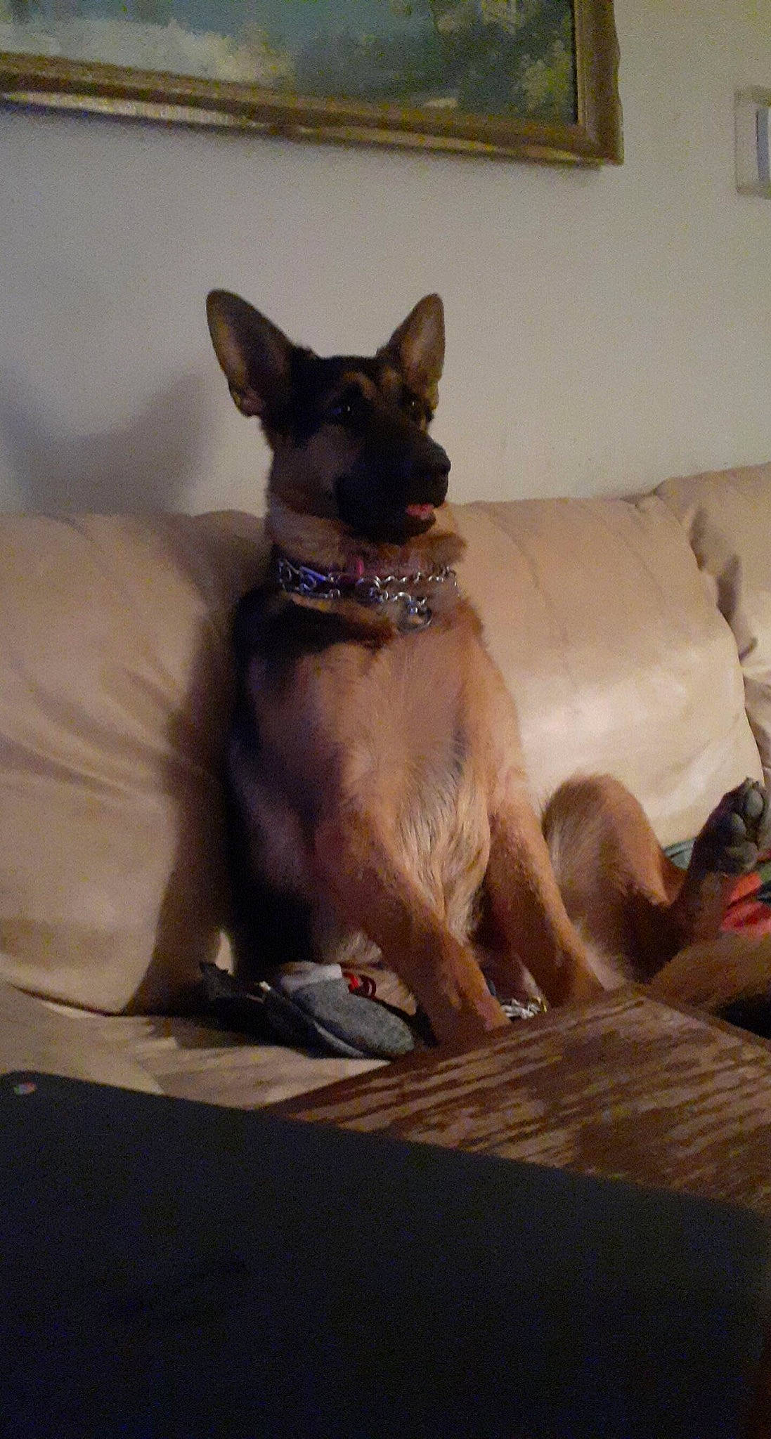 Chloe is registered to the contest to win money with this photo: canidae, carnivore, collar, comfort, companion_dog, dog, dog_breed, dog_supply, fawn, felidae, fur, liver, siamese, small_to_medium_sized_cats, snout, sporting_group, tail, thai, whiskers, working_animal