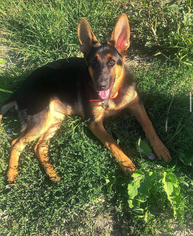 Chloe is registered to the contest to win money with this photo: canidae, carnivore, companion_dog, dog, dog_breed, fawn, german_shepherd_dog, grass, guard_dog, hunting_dog, paw, pinscher, plant, sky, snout, sporting_group, terrestrial_animal, working_dog